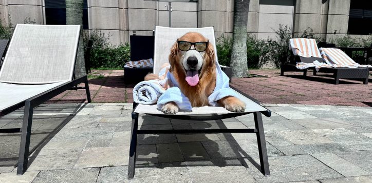 pet-friendly-2-copia-2